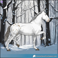 Horse Color:Buckskin Dun Splash Appaloosa Rabicano