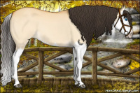 Horse Color:Buckskin Dun Splash 