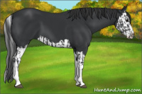 Horse Color:Black  and Black Splash 
