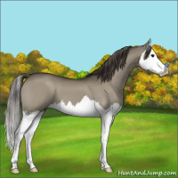 Horse Color:Smoky Grullo Splash 