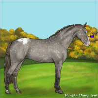 Horse Color:Smoky Blue Roan Splash Appaloosa