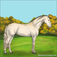 Horse Color:Palomino Dun Splash 