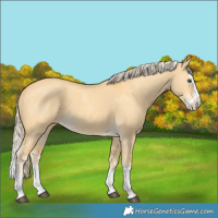 Horse Color:Palomino Dun Splash