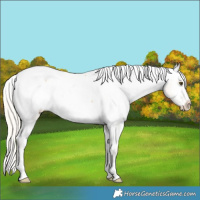 Horse Color:Silver Buckskin Dun Snowcap Rabicano