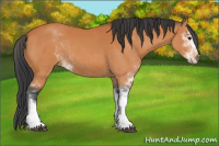 Horse Color:Bay Sabino 