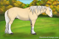 Horse Color:Palomino Dun Splash 