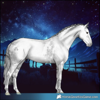 Horse Color:Gray White Spotted Smoky Black Splash 