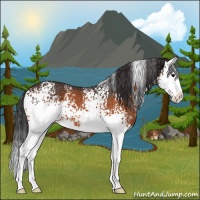 Horse Color:White Spotted Bay Splash 