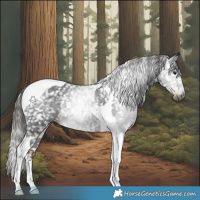Horse Color:Gray Liver Chestnut Tobiano Appaloosa 