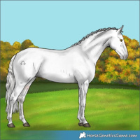 Horse Color:Gray White Spotted Silver Brown Pearl Appaloosa 