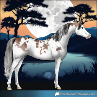 Horse Color:White Spotted Bay Splash