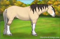 Horse Color:Buckskin Dun Sabino Splash 