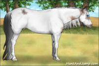 Horse Color:White Spotted Brown Tobiano Frame 
