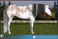 Horse Color:White Spotted Bay Roan Splash