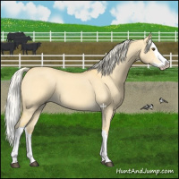 Horse Color:Palomino Dun Splash 