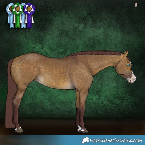 Horse Color:Chocolate Buckskin Dun Splash 