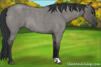Horse Color:Grullo Roan Rabicano