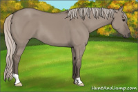 Horse Color:Silver Grullo 