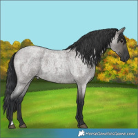 Horse Color:Grullo Roan