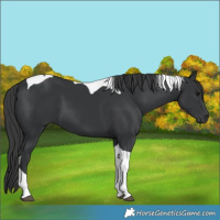 Horse Color:Black Tobiano 