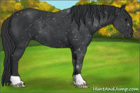 Horse Color:Black 