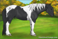 Horse Color:Black Chinchilla Tobiano 