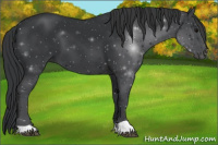 Horse Color:Black 