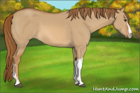 Horse Color:Red Dun 