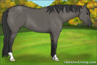 Horse Color:Grullo 