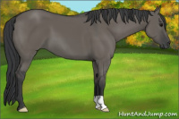 Horse Color:Grullo