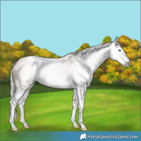 Horse Color:Gray Silver Smoky Creme Splash