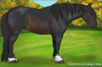 Horse Color:Brown Sabino 