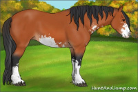 Horse Color:Bay Sabino 