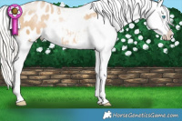 Horse Color:White Spotted Silver Smoky Black Pearl Appaloosa