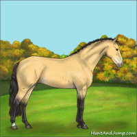 Horse Color:Buckskin 