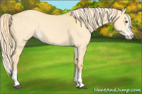 Horse Color:Palomino Dun Splash 