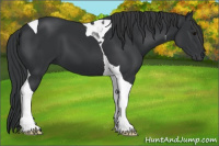 Horse Color:Black Tobiano 