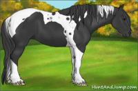 Horse Color:Black Tobiano 