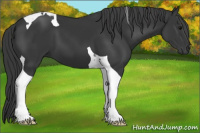 Horse Color:Black Tobiano
