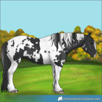 Horse Color:White Spotted Black Tobiano 