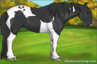 Horse Color:Black Tobiano 