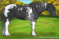 Horse Color:Black Tobiano 