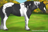 Horse Color:Black Tobiano 