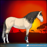 Horse Color:Buckskin Dun Splash