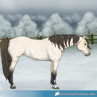 Horse Color:Buckskin Roan Dun 