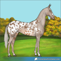 Horse Color:Chocolate Palomino Appaloosa 