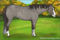 Horse Color:Smoky Grullo Roan Splash 