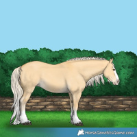 Horse Color:Palomino Dun Splash 