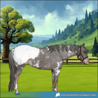 Horse Color:White Spotted Liver Chestnut Appaloosa 