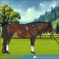 Horse Color:White Spotted Liver Chestnut